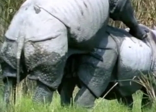 Outdoors sex with rhinoceroses or something