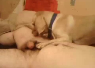Dog obediently blows him here