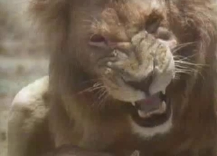 Snarling lion fucking this hot lioness
