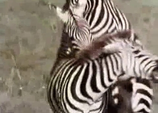 Two zebras fucking like crazy here
