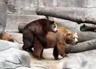 Two bears fucking in front of a cam