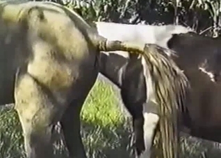 Extremely hot outdoors sex with a horse