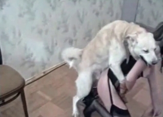 Shaved pussy impaled by a doggy