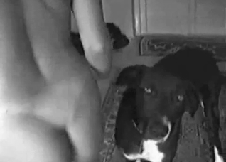 B&W doggy style fucking with a dog