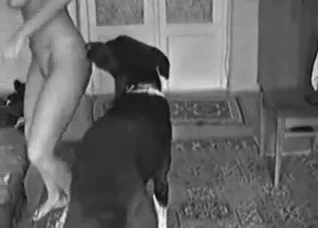 B&W doggy style fucking with a dog