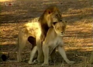 Outdoors action with a fucking lion