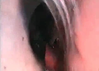 Close-up shots of a mare's cunt here