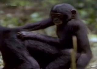 Two nasty monkeys are about to fuck