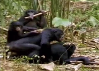 Two nasty monkeys are about to fuck