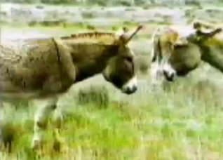 Watching sexy animals in their natural habitat