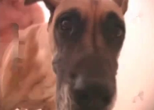 Close-up banging with a real sexy dog