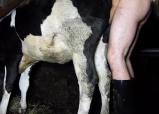 Boots-wearing zoophile fucks a cow