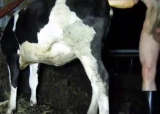 Boots-wearing zoophile fucks a cow