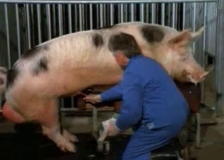 A very sexy pig flaunting its goodies