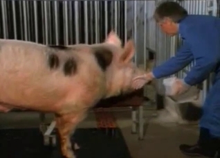A very sexy pig flaunting its goodies