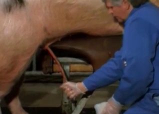 A very sexy pig flaunting its goodies