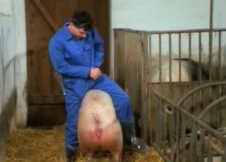 A very sexy pig flaunting its goodies