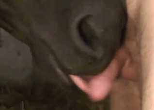 Dude gets a blowjob from a horse