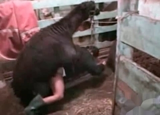 Dude fucks a very sexy animal here