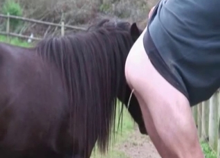 Dude violated by a hot horse boner