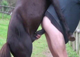 Dude violated by a hot horse boner