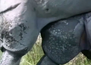 Outdoors sex with rhinoceroses or something
