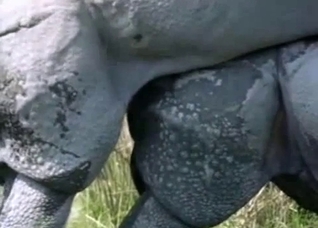 Outdoors sex with rhinoceroses or something