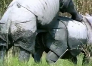 Outdoors sex with rhinoceroses or something
