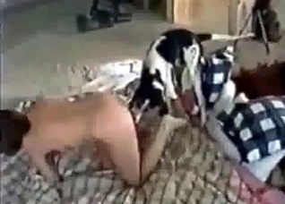 Extreme amateur bestiality right here
