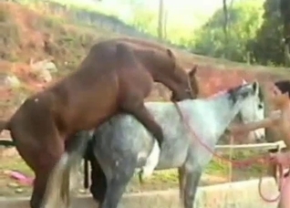 Close-up horse sex video, impressive