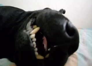 Black dog turns real aggressive