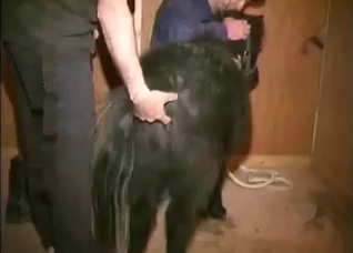 Filthy sex with a filthy animal