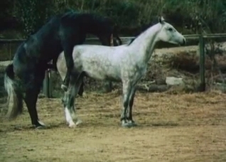 Enjoy staring at this mule's massive cock
