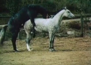 Enjoy staring at this mule's massive cock