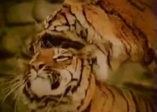 Tigers enjoying twisted sex right here