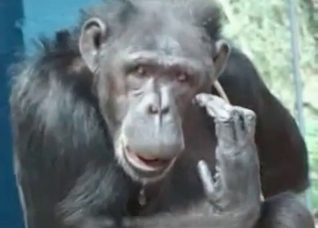 Blonde wants to seduce a gorilla