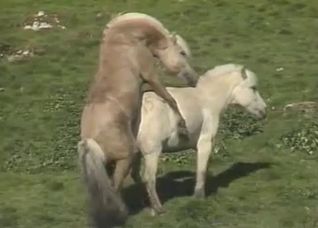 Watch animals fuck each other hard