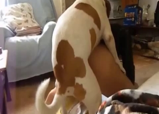 Spotted dog fucking a horny zoophile