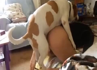 Spotted dog fucking a horny zoophile