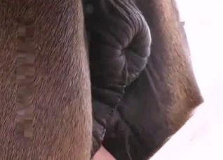 Extreme close-up sex with a horse