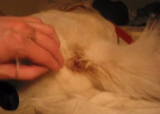 A very hot sex session with a dog