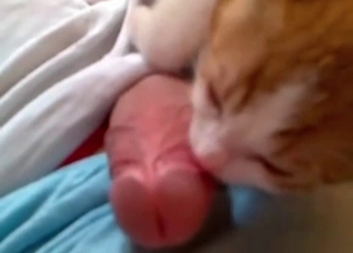 Dude gets a blowjob from a kitty