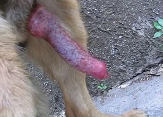 Dog's red cock shown up close