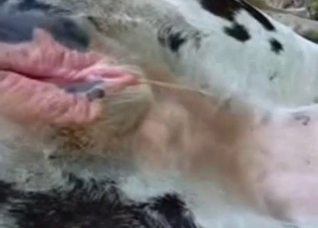 Let's stare at this animal's hot cunt