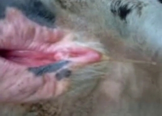 Let's stare at this animal's hot cunt