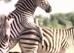 Zebra showing off its hot body here