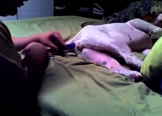 Dude preparing his pet's hole for a cock