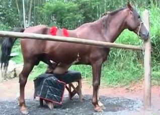 Horse violating that tight hole