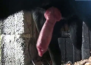 Watch horse cock get harder and harder