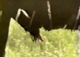Buffalo-looking beast fucking outdoors